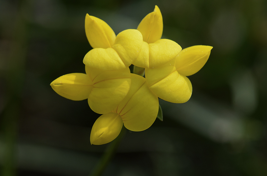 Come si chiama? - Lotus sp